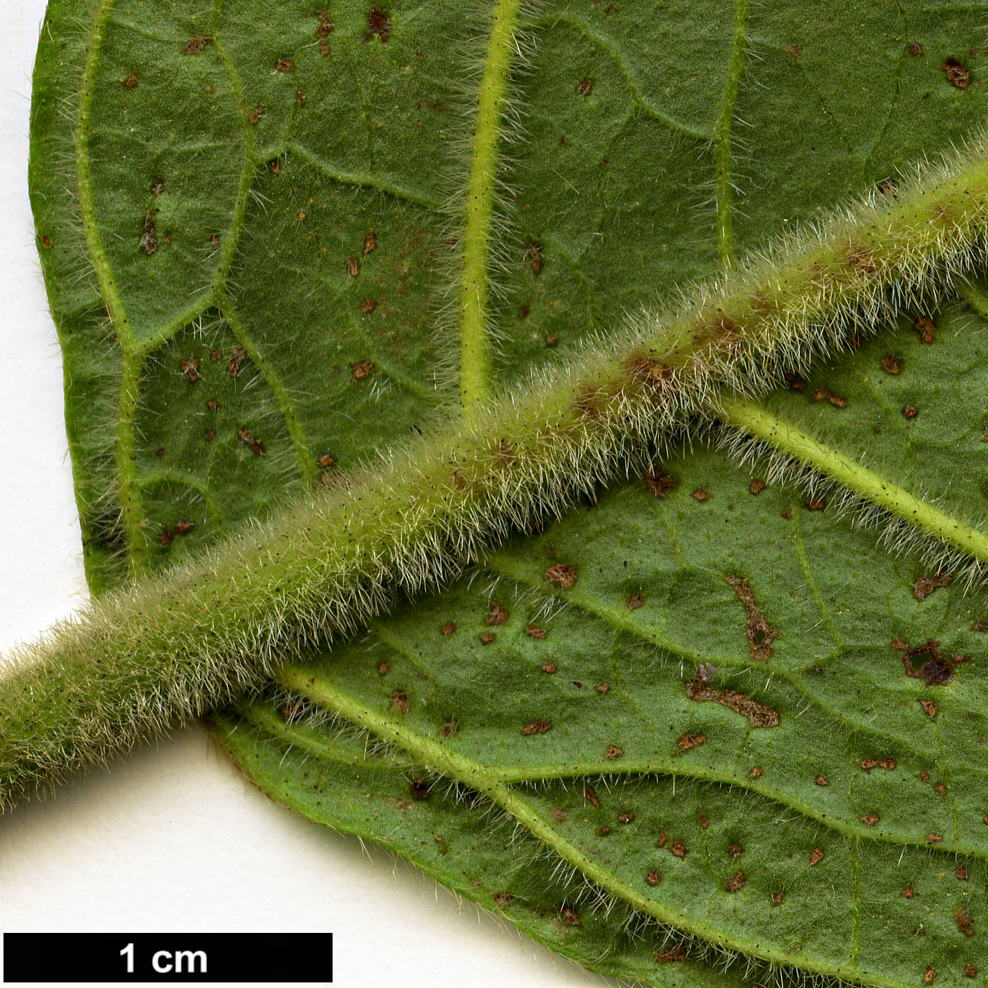 High resolution image: Family: Adoxaceae - Genus: Viburnum - Taxon: sambucinum - SpeciesSub: var. tomentosum